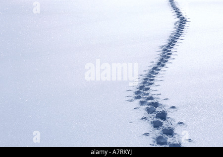 Angolo di alta vista di impronte sulla neve Foto Stock