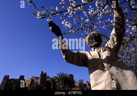 Il Marocco, Haut Atlas, regione di Ouarzazate, Ksar Ait Ben Haddou, vecchio uomo la raccolta di mandorle' fiori Foto Stock