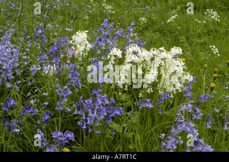 Bluebells in legno Badbury Foto Stock