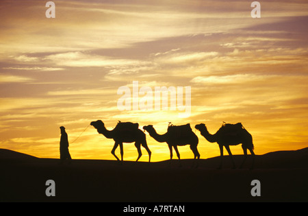 Silhouette di persona che conduce i cammelli nel deserto Foto Stock