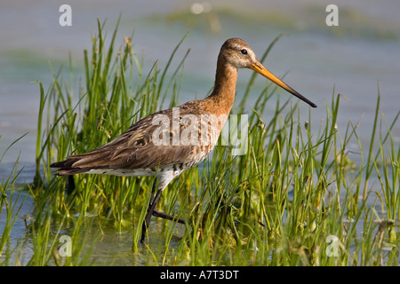 Close-up di Black-Tailed Godwit (Limosa limosa) passeggiate in zona umida Foto Stock