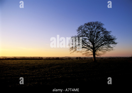 Francia, Loire Atlantique, Briere parco naturale regionale area di Kerhinet Foto Stock