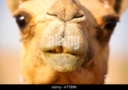 Close-up di cammello faccia, Emirati Arabi Uniti Foto Stock