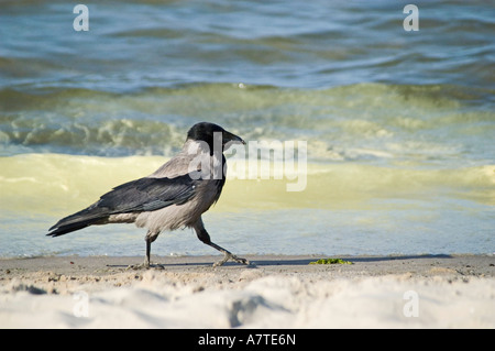 Cornacchia Mantellata (Corvus corone cornix0 camminando sulla spiaggia Foto Stock