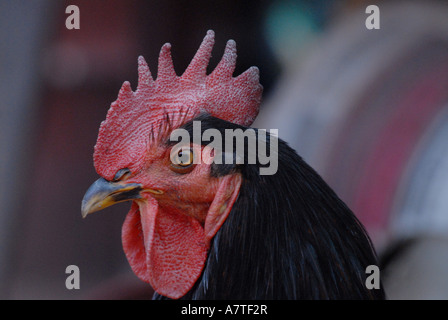 Gallo Foto Stock