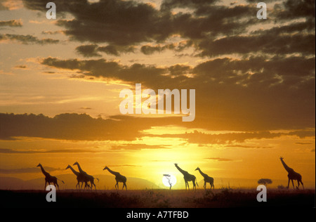 Maasai Giraffe in una spettacolare alba Riserva Nazionale di Masai Mara Kenya Africa orientale Foto Stock