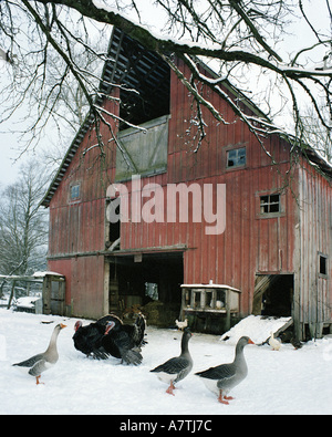 Un granaio rosso in inverno con i tacchini e oche, anatre e galline a piedi gratuita. Foto Stock