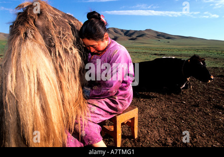 Mongolie, Ovorkhangai Provincia, nomade in Orkhon Valley, la mungitura yak Foto Stock