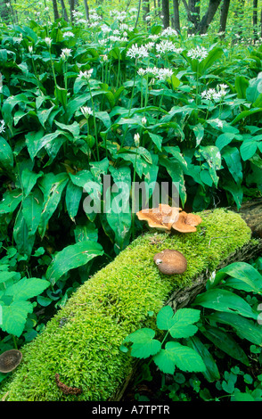 Aglio selvatico piante e funghi che crescono in foresta, Sassonia, Germania Foto Stock