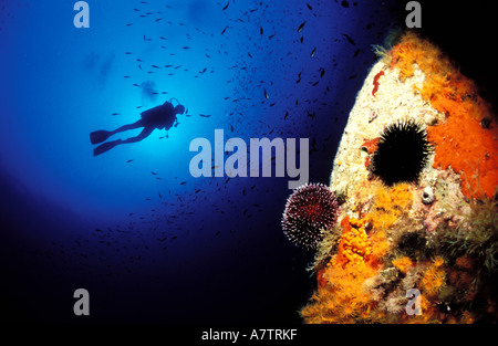 Francia, Corse du Sud, femmina scuba diver al fondo trasparente, vista subacquea Foto Stock