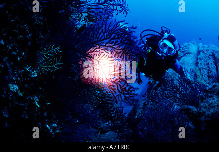 Francia, Corse du Sud, gorgonias blu Foto Stock