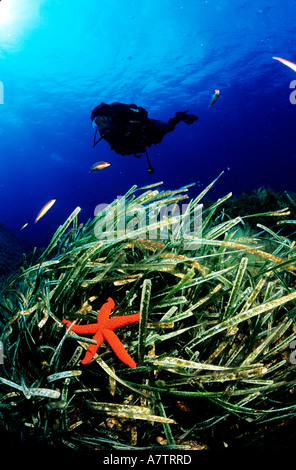 Francia, Corse du Sud, stelle marine rosse Foto Stock