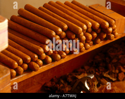 Pila di sigari sulla lastra di legno, Panama Foto Stock