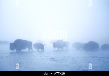 Mandria di bisonti americani (Bison bison) passeggiate al lago, il Parco Nazionale di Yellowstone, Wyoming USA Foto Stock