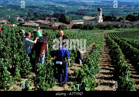 Francia, Rhone, regione di Beaujolais, vendemmia a Chiroubles Foto Stock