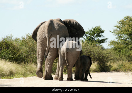 Elephant camminando con il suo vitelli nella foresta, parco nazionale Etosha, Namibia Foto Stock