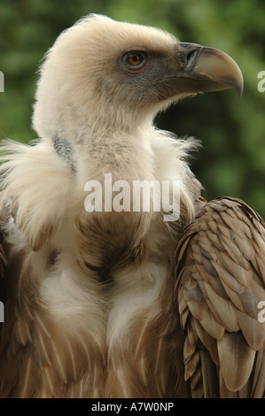 Close-up di avvoltoio grifone (Gyps fulvus) Foto Stock