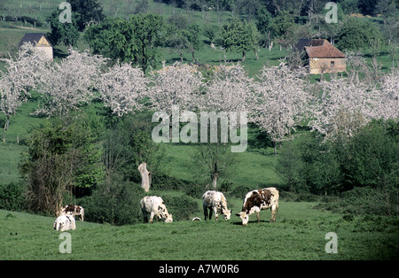 Francia, Calvados, Norman vacche e in fiore meli vicino a Livarot Foto Stock