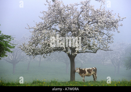 Francia, Calvados, Norman vacche e in fiore meli vicino a Livarot Foto Stock