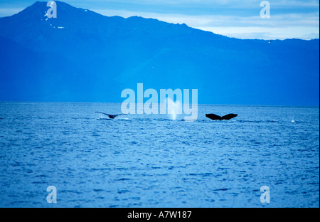 Pod di Balene Humpback Alaska Foto Stock