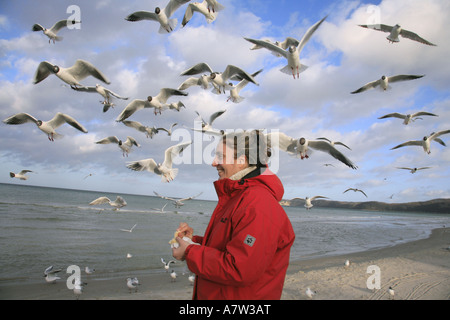 A testa nera (gabbiano Larus ridibundus), il turista femminile alimenta il gregge, Germania, Ruegen, Binz Foto Stock