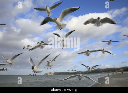 A testa nera (gabbiano Larus ridibundus), gregge in spiaggia, Germania, Ruegen, Binz Foto Stock