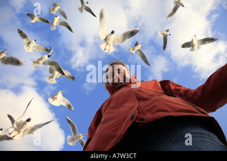 A testa nera (gabbiano Larus ridibundus), il turista femminile alimenta il gregge, Germania, Ruegen, Binz Foto Stock