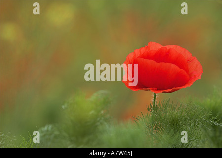 Comune di papavero, mais, papavero rosso papavero (Papaver rhoeas), unico fiore, Austria, Burgenland, Naturpark Neusiedler See Foto Stock