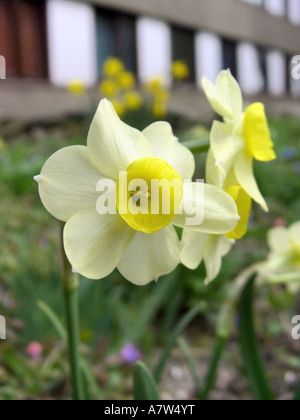 Daffodil, tazetta (Narcissus tazetta 'Minnow', Narcissus tazetta Minnow), che fiorisce in un giardino Foto Stock