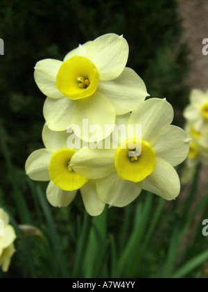 Daffodil, tazetta (Narcissus tazetta 'Minnow', Narcissus tazetta Minnow), che fiorisce in un giardino Foto Stock