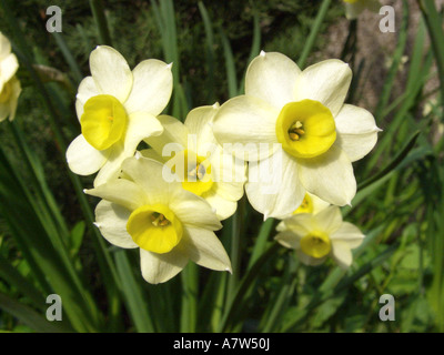 Daffodil, tazetta (Narcissus tazetta 'Minnow', Narcissus tazetta Minnow), che fiorisce in un giardino Foto Stock