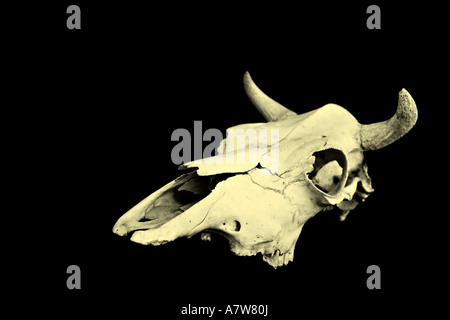 Cranio della mucca Foto Stock