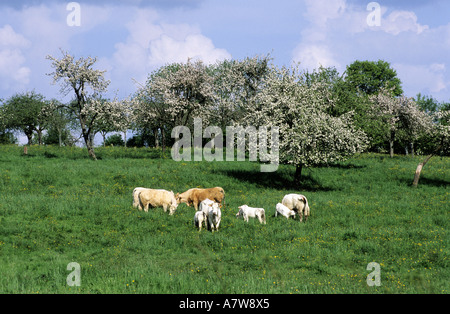 Francia, Orne, paesaggio di Bocage, vacche e vitelli il pascolo sotto i meli in fiore Foto Stock