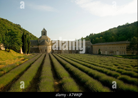 Righe di lavanda in parte anteriore o l'Abbazia di Senanque fondata nel 1148 dai monaci cistercensi Luberon Vaucluse Provence Francia Foto Stock