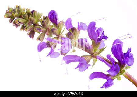 Meadow Clary (Salvia pratensis) Foto Stock