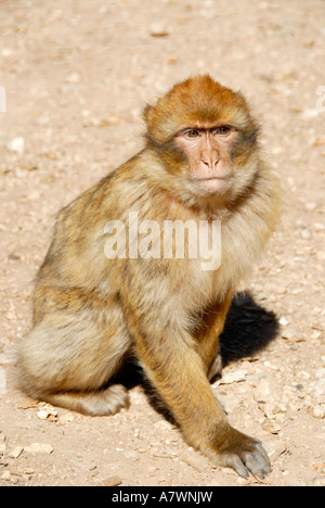 Berber Monkey Barbary Macaque Macaca sylvanus Medio Atlante Moyen Marocco Foto Stock