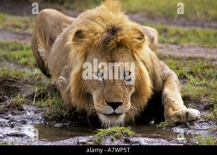 Maschio potabile lion (Panthera leo), il Masai Mara, Kenya, Africa Foto Stock