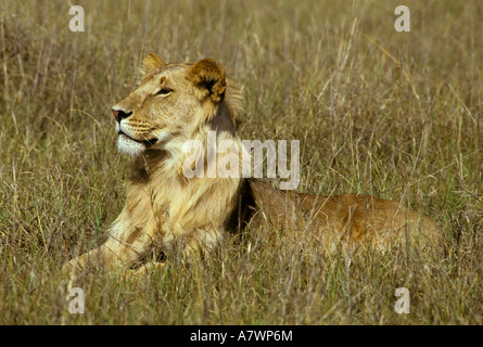 Giovane maschio lion (Panthera leo) seduto in erba alta, il Masai Mara, Kenya, Africa Foto Stock