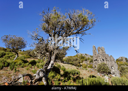 Formazione di roccia chiamato Homem em Pe (sassoso umana) sul Achada do Teixeira, Madeira, Portogallo Foto Stock