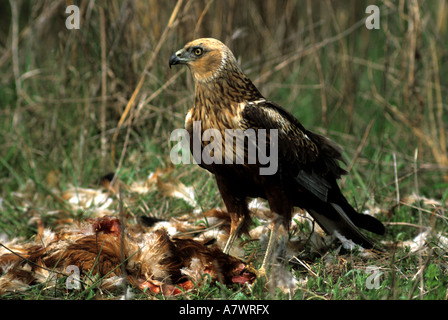 Western Falco di palude Circus aeruginosus Foto Stock