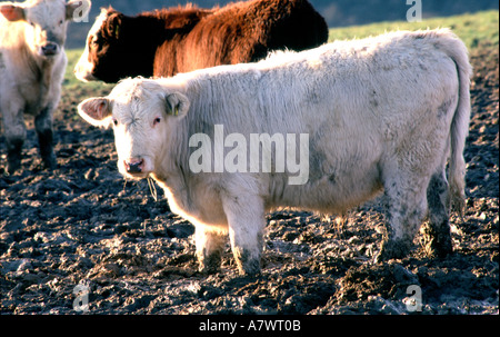 tre mucche in un campo fangoso sui sussex downs Foto Stock
