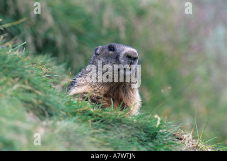 Alpine marmotta (Marmota marmota) adulto emergente dal nido. Foto Stock