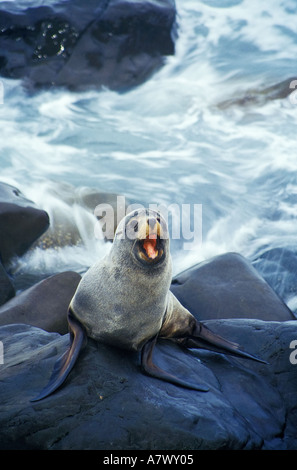 Nuova Zelanda pelliccia sigillo sulle rocce in Nuova Zelanda Foto Stock