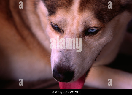 Un husky posa sulla terra ansimando. Foto Stock