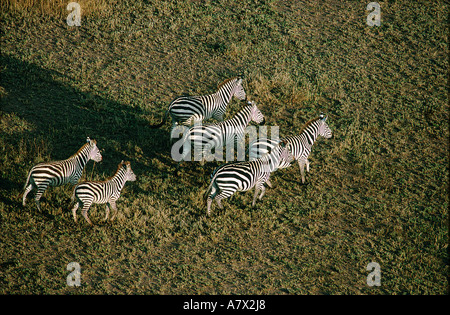 Tanzania, Serengeti Plain, Serengeti National Park, la mandria di zebre in galoppo visto da una mongolfiera (vista aerea) Foto Stock