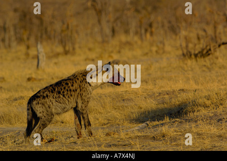 Spotted hyena (Crocuta crocuta) area Mombo, Chief's Island. Okavango Delta. Il Botswana. Africa meridionale. Foto Stock