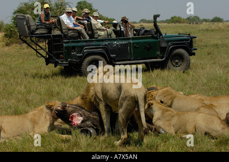 I turisti a guardare i Lions e interazione di buffalo. Duba Plains. Okavango Delta. Il Botswana. Africa meridionale. Foto Stock