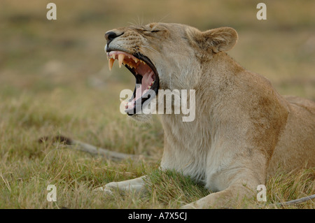 Leonessa a sbadigliare (Panthera leo). Area Mombo. Chief's Island. Okavango Delta. Il Botswana. Africa meridionale. Foto Stock