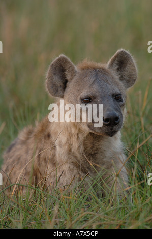 Spotted hyena (Crocuta crocuta) area Mombo, Chief's Island. Okavango Delta. Il Botswana. Africa meridionale. Foto Stock