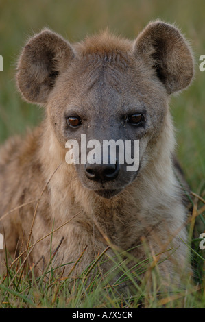 Spotted hyena (Crocuta crocuta) area Mombo, Chief's Island. Okavango Delta. Il Botswana. Africa meridionale. Foto Stock